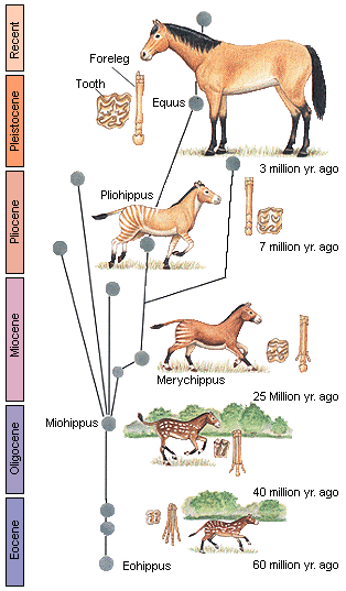 Horse Evolution Chart