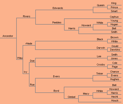 primate family tree evolution