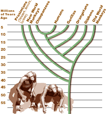 primate family tree