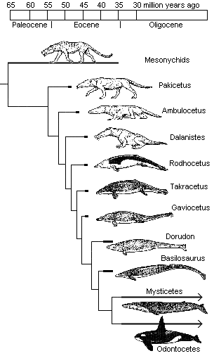 Evolution -- Land-to-Sea Transitional Series